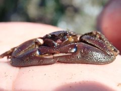 Petrolisthes eriomerus by (c) John Brew, some rights reserved (CC BY), uploaded by John Brew. Used under a CC-BY license.