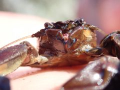 Petrolisthes eriomerus by (c) John Brew, some rights reserved (CC BY), uploaded by John Brew. Used under a CC-BY license.
