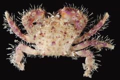 Pilumnus sayi by (c) Smithsonian Environmental Research Center, some rights reserved (CC BY). Used under a CC-BY license.