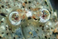 Crangonidae by (c) Ken-ichi Ueda, some rights reserved (CC BY), uploaded by Ken-ichi Ueda. Used under a CC-BY license.