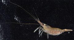 Palaemon vulgaris by (c) Smithsonian Environmental Research Center, some rights reserved (CC BY). Used under a CC-BY license.