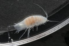 Cirolanides texensis by (c) Reid Hardin, some rights reserved (CC BY), uploaded by Reid Hardin. Used under a CC-BY license.