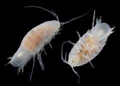Cirolanides texensis by (c) Reid Hardin, some rights reserved (CC BY), uploaded by Reid Hardin. Used under a CC-BY license.