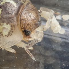 Alloniscus perconvexus by (c) Ken-ichi Ueda, some rights reserved (CC BY), uploaded by Ken-ichi Ueda. Used under a CC-BY license.