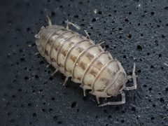 Armadillidium nasatum by (c) Cole Shoemaker, some rights reserved (CC BY), uploaded by Cole Shoemaker. Used under a CC-BY license.