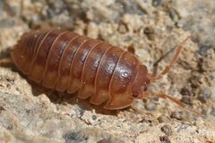 Armadillidium nasatum by (c) Kathy Richardson, some rights reserved (CC BY), uploaded by Kathy Richardson. Used under a CC-BY license.