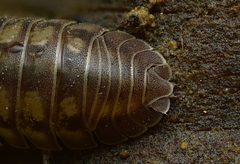Armadillidium nasatum by (c) Timothy Lindsey, some rights reserved (CC BY), uploaded by Timothy Lindsey. Used under a CC-BY license.