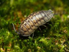 Armadillidium nasatum by (c) Katja Schulz, some rights reserved (CC BY), uploaded by Katja Schulz. Used under a CC-BY license.