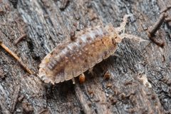 Armadilloniscus coronacapitalis by (c) Ken-ichi Ueda, some rights reserved (CC BY), uploaded by Ken-ichi Ueda. Used under a CC-BY license.