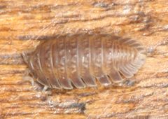 Armadilloniscus holmesi by no rights reserved, uploaded by Scott Loarie. Used under a CC0 license.