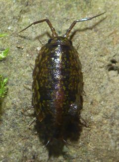 Ligidium latum by (c) Cricket Raspet, some rights reserved (CC BY), uploaded by Cricket Raspet. Used under a CC-BY license.