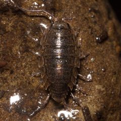 Ligidium latum by (c) Ken-ichi Ueda, some rights reserved (CC BY), uploaded by Ken-ichi Ueda. Used under a CC-BY license.