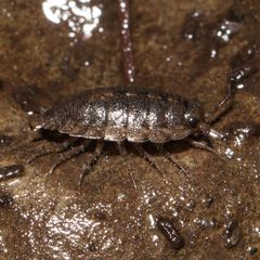 Ligidium latum by (c) Ken-ichi Ueda, some rights reserved (CC BY), uploaded by Ken-ichi Ueda. Used under a CC-BY license.
