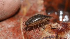 Ligidium elrodii by (c) Nathan T. Jones, some rights reserved (CC BY), uploaded by Nathan T. Jones. Used under a CC-BY license.