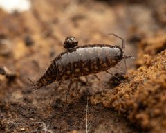 Ligidium elrodii by (c) Zachary Dankowicz, some rights reserved (CC BY), uploaded by Zachary Dankowicz. Used under a CC-BY license.