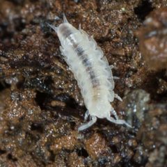 Brackenridgia by (c) Ken-ichi Ueda, some rights reserved (CC BY), uploaded by Ken-ichi Ueda. Used under a CC-BY license.