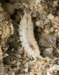 Brackenridgia heroldi by no rights reserved, uploaded by Jesse Rorabaugh. Used under a CC0 license.