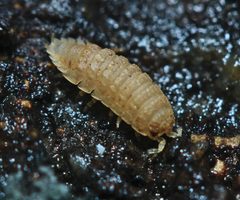 Haplophthalmus by (c) Zachary Dankowicz, some rights reserved (CC BY), uploaded by Zachary Dankowicz. Used under a CC-BY license.