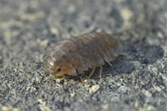Gnorimosphaeroma oregonense by no rights reserved, uploaded by Braden J. Judson. Used under a CC0 license.