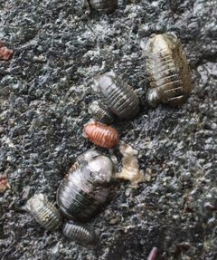 Gnorimosphaeroma oregonense by (c) Erin McKittrick, some rights reserved (CC BY), uploaded by Erin McKittrick. Used under a CC-BY license.
