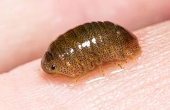 Gnorimosphaeroma noblei by (c) Jeremiah Degenhardt, some rights reserved (CC BY), uploaded by Jeremiah Degenhardt. Used under a CC-BY license.