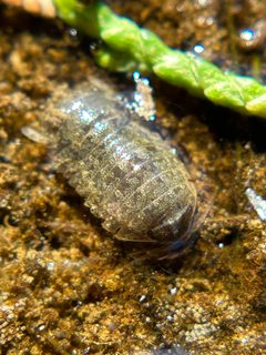 Gnorimosphaeroma noblei by no rights reserved, uploaded by Alex Heyman. Used under a CC0 license.