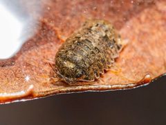 Gnorimosphaeroma noblei by (c) Jeremiah Degenhardt, some rights reserved (CC BY), uploaded by Jeremiah Degenhardt. Used under a CC-BY license.