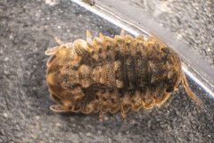 Gnorimosphaeroma noblei by (c) Jeremiah Degenhardt, some rights reserved (CC BY), uploaded by Jeremiah Degenhardt. Used under a CC-BY license.