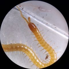 Geophilus varians by (c) Derek Hennen, some rights reserved (CC BY), uploaded by Derek Hennen. Used under a CC-BY license.