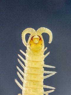 Garriscaphus by (c) Evrytte Carlson, some rights reserved (CC BY), uploaded by Evrytte Carlson. Used under a CC-BY license.