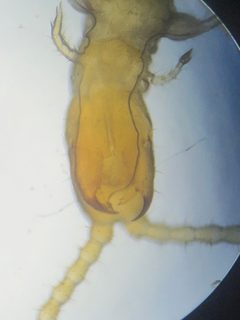 Schendyla nemorensis by (c) Sean Hartnett, some rights reserved (CC BY), uploaded by Sean Hartnett. Used under a CC-BY license.