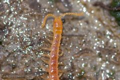 Schendyla nemorensis by (c) Owen Strickland, some rights reserved (CC BY), uploaded by Owen Strickland. Used under a CC-BY license.