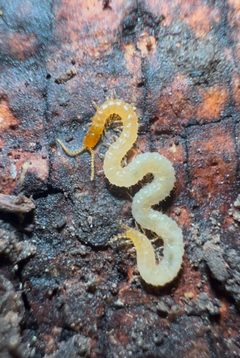 Schendyla nemorensis by (c) Alexander Hodgson, some rights reserved (CC BY), uploaded by Alexander Hodgson. Used under a CC-BY license.