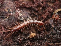 Lithobiomorpha by (c) Alexis Tinker-Tsavalas, some rights reserved (CC BY), uploaded by Alexis Tinker-Tsavalas. Used under a CC-BY license.