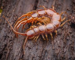 Lithobiomorpha by (c) Alexis Tinker-Tsavalas, some rights reserved (CC BY), uploaded by Alexis Tinker-Tsavalas. Used under a CC-BY license.