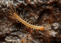 Lithobiomorpha by (c) Evrytte Carlson, some rights reserved (CC BY), uploaded by Evrytte Carlson. Used under a CC-BY license.