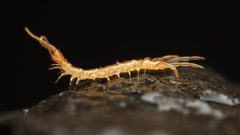 Lithobiomorpha by (c) Evrytte Carlson, some rights reserved (CC BY), uploaded by Evrytte Carlson. Used under a CC-BY license.