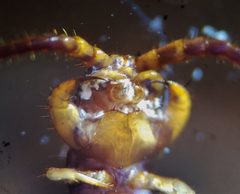 Arenobius manegitus by (c) Derek Hennen, some rights reserved (CC BY), uploaded by Derek Hennen. Used under a CC-BY license.