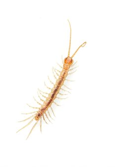 Gosibius paucidens by (c) Evrytte Carlson, some rights reserved (CC BY), uploaded by Evrytte Carlson. Used under a CC-BY license.