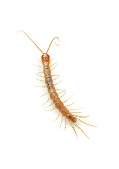 Gosibius paucidens by (c) Evrytte Carlson, some rights reserved (CC BY), uploaded by Evrytte Carlson. Used under a CC-BY license.