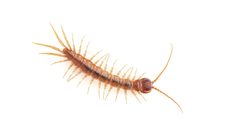Gosibius paucidens by (c) Evrytte Carlson, some rights reserved (CC BY), uploaded by Evrytte Carlson. Used under a CC-BY license.