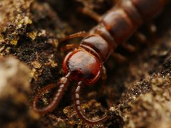 Lithobius by (c) Alexis Tinker-Tsavalas, some rights reserved (CC BY), uploaded by Alexis Tinker-Tsavalas. Used under a CC-BY license.