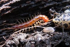 Lithobius by no rights reserved, uploaded by Adam Kranz. Used under a CC0 license.