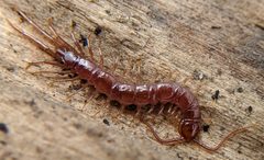 Lithobius by no rights reserved, uploaded by Adam Kranz. Used under a CC0 license.