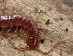 Lithobius by no rights reserved, uploaded by Adam Kranz. Used under a CC0 license.