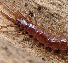 Lithobius by no rights reserved, uploaded by Adam Kranz. Used under a CC0 license.