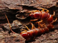 Lithobius forficatus by (c) Alexis Tinker-Tsavalas, some rights reserved (CC BY), uploaded by Alexis Tinker-Tsavalas. Used under a CC-BY license.