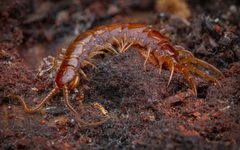 Lithobius forficatus by (c) Alexis Tinker-Tsavalas, some rights reserved (CC BY), uploaded by Alexis Tinker-Tsavalas. Used under a CC-BY license.