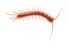Lithobius forficatus by (c) Matthew Lindsey, some rights reserved (CC BY), uploaded by Matthew Lindsey. Used under a CC-BY license.