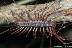 Scutigeromorpha by (c) Gee, some rights reserved (CC BY). Used under a CC-BY license.